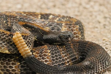 Gorgeous Timber Rattlesnake Black Phase