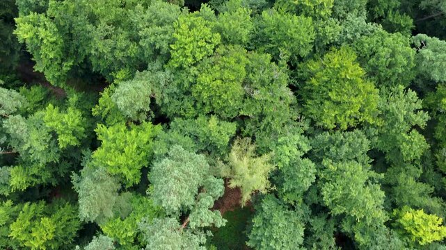 Drohnenflug &uuml;ber Wald in Hessen, Deutschland