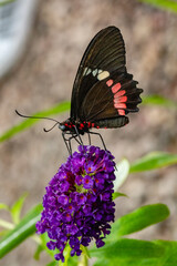 Butterfly Parides Eurimedes on flower. It is a species of butterfly in the family Papilionidae. It is commonly known as the mylotes cattleheart, Arcas cattleheart.