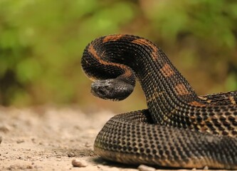 Gorgeous Timber Rattlesnake Black Phase