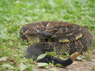 Obraz premium Gorgeous Timber Rattlesnake Black Phase