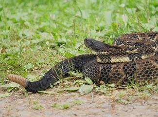 Gorgeous Timber Rattlesnake Black Phase