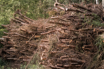 A pile of branches (Frangula alnus) after forest logging, stacked in tall heaps along the side of a forest road. The thick branches create a raw, sensual landscape of nature after human intervention.