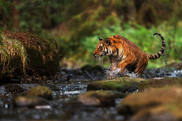 Siberian tiger (Panthera tigris tigris) in the natural environment of the taiga