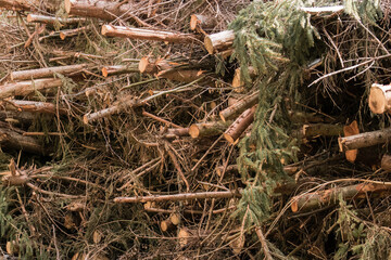 A pile of branches (Frangula alnus) after forest logging, stacked in tall heaps along the side of a forest road. The thick branches create a raw, sensual landscape of nature after human intervention.