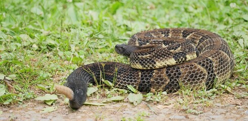 Gorgeous Timber Rattlesnake Black Phase