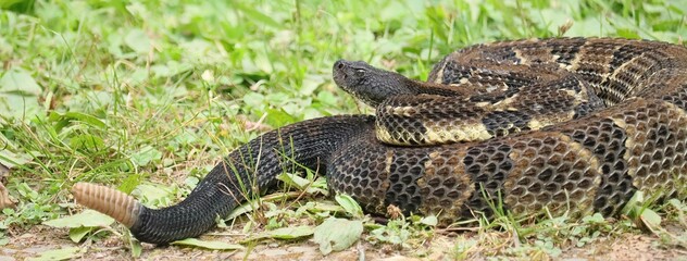 Gorgeous Timber Rattlesnake Black Phase