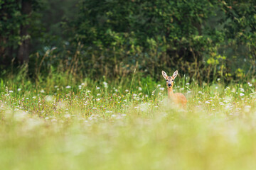 The roe deer (Capreolus capreolus), also known as the roe, western roe deer, or European roe,