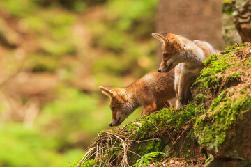 male red fox (Vulpes vulpes) two cubs waiting for their mother