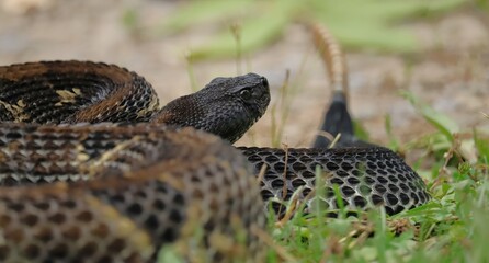 Gorgeous Timber Rattlesnake Black Phase