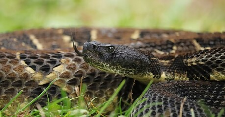 Gorgeous Timber Rattlesnake Black Phase