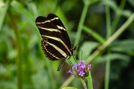 Heliconius charithonia, the zebra longwing or zebra heliconian, is a species of butterfly belonging to the subfamily Heliconiinae of the family Nymphalidae.
