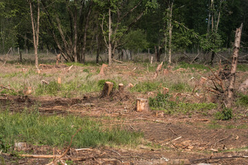 In a small forest after a tree felling, only the cut stumps remain, reminding of the recent life. Among them, green grass grows, contrasting with the gray of the felled trunks. (Pinus sylvestris, Quer