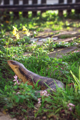 Close up of an Australian Blue Tongued Skink, exotic pets exploring an outdoor enclosure.