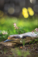 Close up of an Australian Blue Tongued Skink, exotic pets exploring an outdoor enclosure.