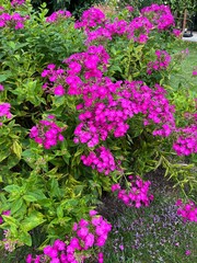 pink flowers in a garden