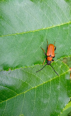 Stictoleptura rubra, red-brown longhorn beetle, insect on the green leaf
