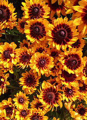 Orange-red flower, Rudbeckia Hirta commonly known as black-eyed Susans bloom in the garden