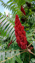 close up photo of red big flower Rhus typhina, the staghorn sumac, 