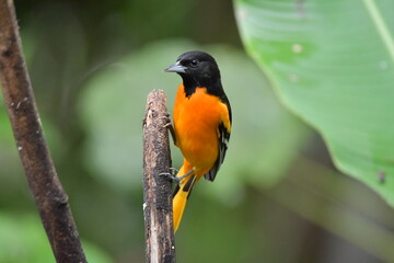 Ave, espectacular Bolsero Norteño agarrado de rama.