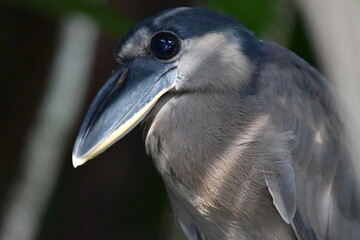 Ave, Pico Cuchara a punto de cazar.