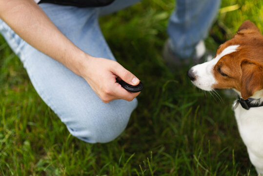 Cute Jack Russell Terrier dog outdoors walking and training with clicker in the park with his owner on a sunny day. Adorable puppy and his owner enjoying time together