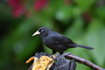 Ave, Cacique Lomiescarlata listo para almorzar.