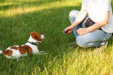 Cute Jack Russell Terrier dog outdoors walking and training with clicker in the park with his owner...