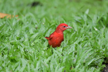 Ave, Tángara Veranera en el césped.