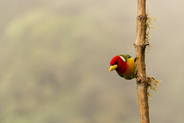 Red-headed Barbet / torito cabecirojo