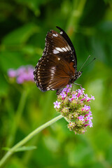 Butterfly Hypolimnas bolina (Great Eggfly) male on a flower.