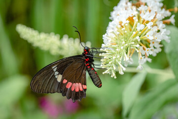 Butterfly Parides Eurimedes on flower. It is a species of butterfly in the family Papilionidae. It is commonly known as the mylotes cattleheart, Arcas cattleheart.