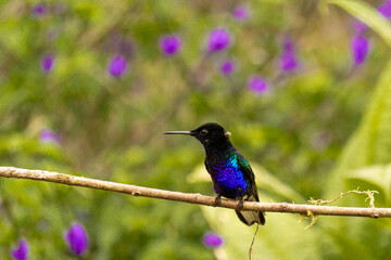 Velvet-purple Coronet hummingbird colibrí siete colores 