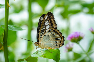 Butterfly Parthenos sylvia, clipper on a leaf. This is a species of nymphalid butterflies found in...