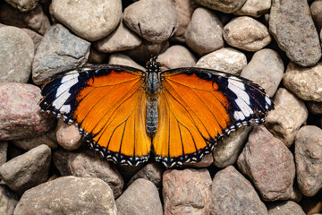 Butterfly Hypolimnas misippus sitting on the stones. The Danish egg fly, mimic or diadem, is a widespread species of nymphalid butterfly.