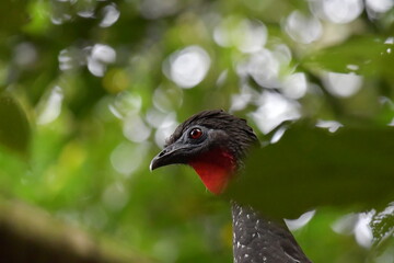 Ave, Pava Crestada muy misteriosa.