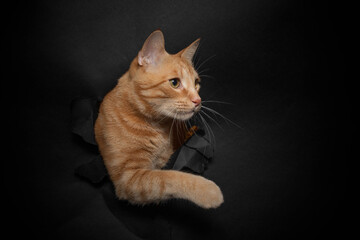 Katzen Portrait