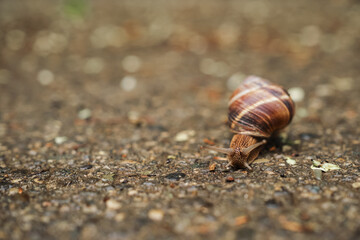 Close up of banner with snail crawling on wet asphalt looking for food, local fauna concept