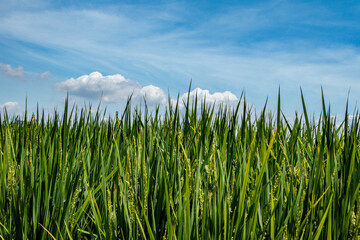 花芽をつけた新緑の稲穂