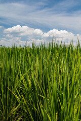 花芽をつけた新緑の稲穂