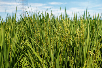 花芽をつけた新緑の稲穂