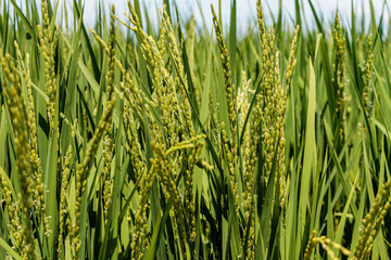 花芽をつけた新緑の稲穂
