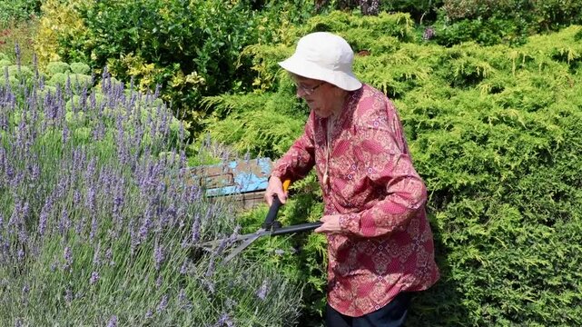 Senior woman clipping the lavender bush in her garden on a hot summers day,  pensioner gardening to keep fit, outdoors at 94 years of age.
