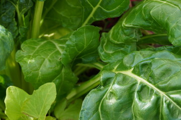 Close up of big green leaves details on a sunny day. Summer 2024. Tallinn, Estonia