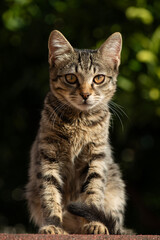A portrait of a charming young cat with a grey tabby coat, gazing into the camera. High quality photo