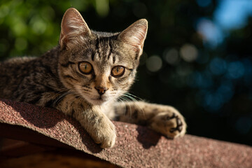 Obraz premium A portrait of a charming young cat with a grey tabby coat, gazing into the camera. High quality photo