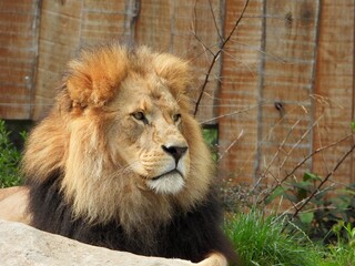 Naklejka premium Löwe