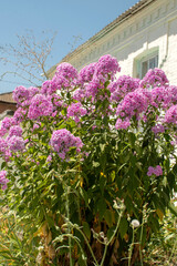 Obraz premium Flowers of the Phlox paniculata variety 