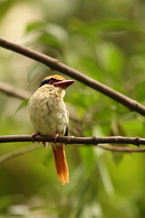 The Sulawesi lilac kingfisher (Cittura cyanotis) is a species of kingfisher in the genus Cittura, found in the lowlands of the Indonesia island of Sulawesi 