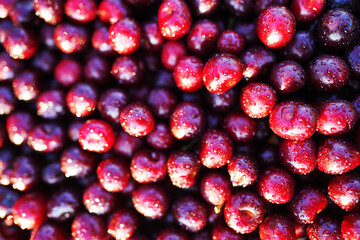 Cherry with drops water, background, texture. Lots of cherries, top view. Cherry background. Beautiful Red berries background. Delicious Cherry berry background. Bunch of red cherries.
